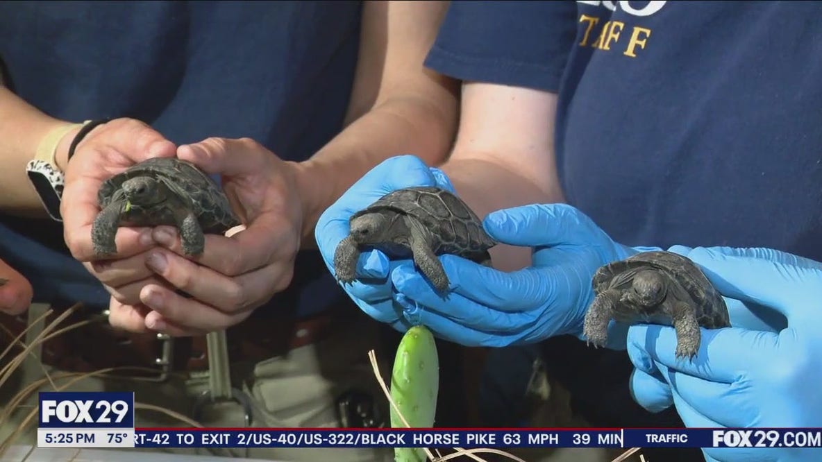 4 Western Santa Cruz Galapagos tortoise hatchlings debut at Philly Zoo